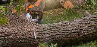 Best Lawn Pest Prevention  in Pinehurst, TX