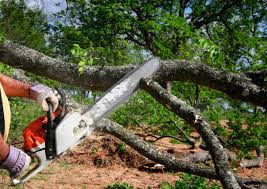 Tree and Shrub Care in Pinehurst, TX