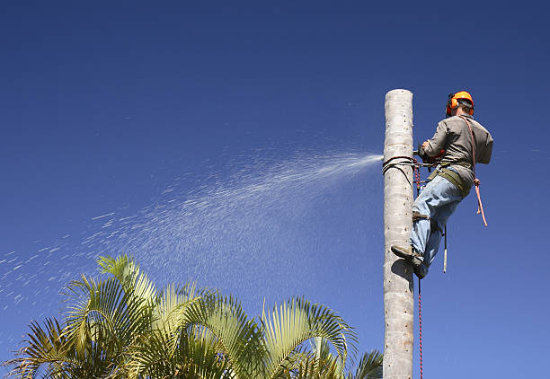 Lawn Maintenance Plans in Pinehurst, TX