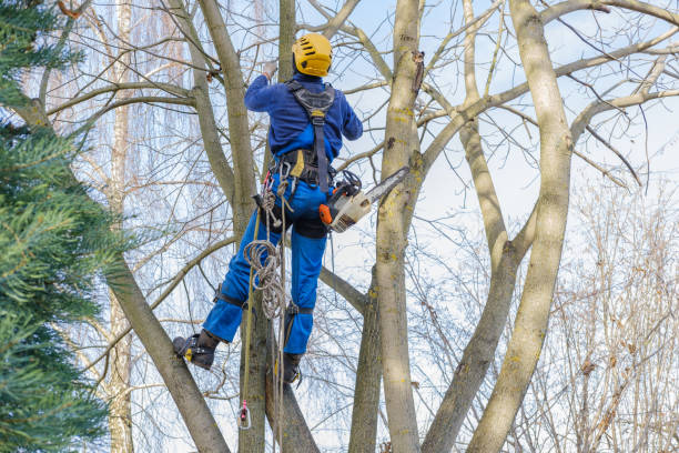 How Our Tree Care Process Works  in  Pinehurst, TX