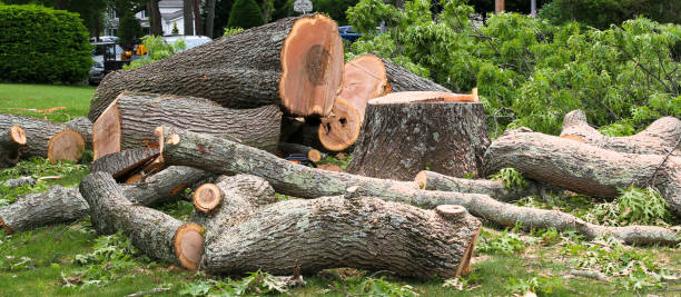 Best Tree Trimming and Pruning  in Pinehurst, TX