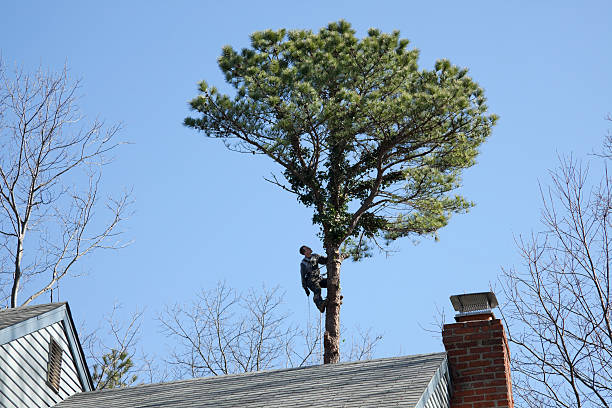 Best Tree Risk Assessment  in Pinehurst, TX