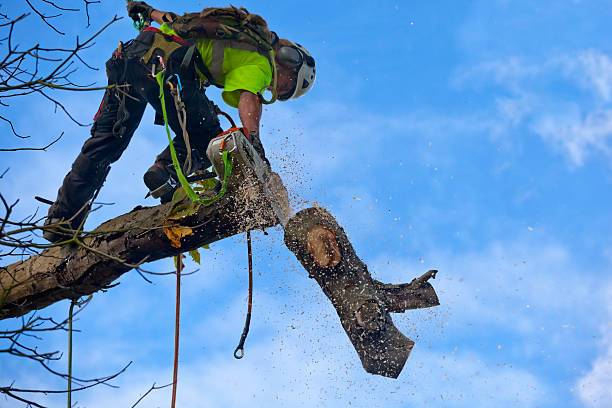Best Tree Preservation Services  in Pinehurst, TX