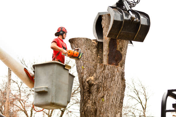 Best Tree Disease Treatment  in Pinehurst, TX