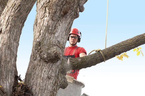 Best Tree Removal  in Pinehurst, TX